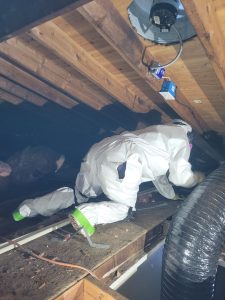Spring Lake Heights Attic Mold